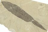 Fossil Leaf (Eugenia) Pos/Neg - Green River Formation, Colorado #250739-4